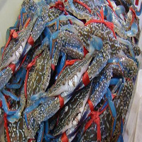 信阳海鲜活体空运
